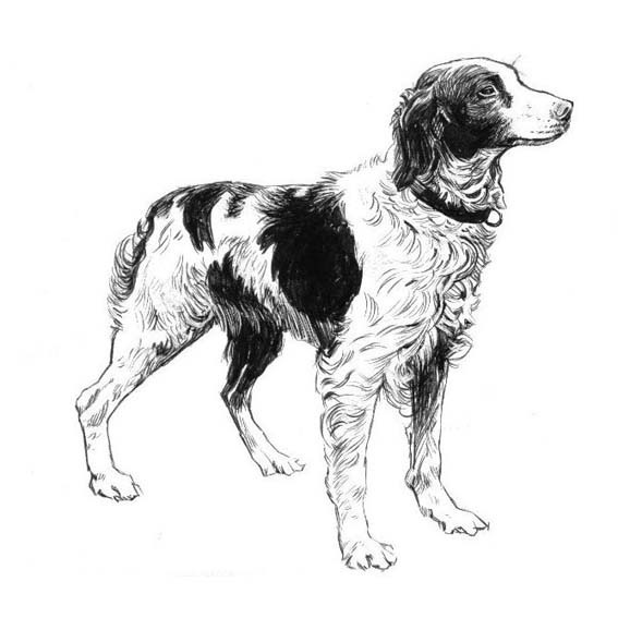 dog